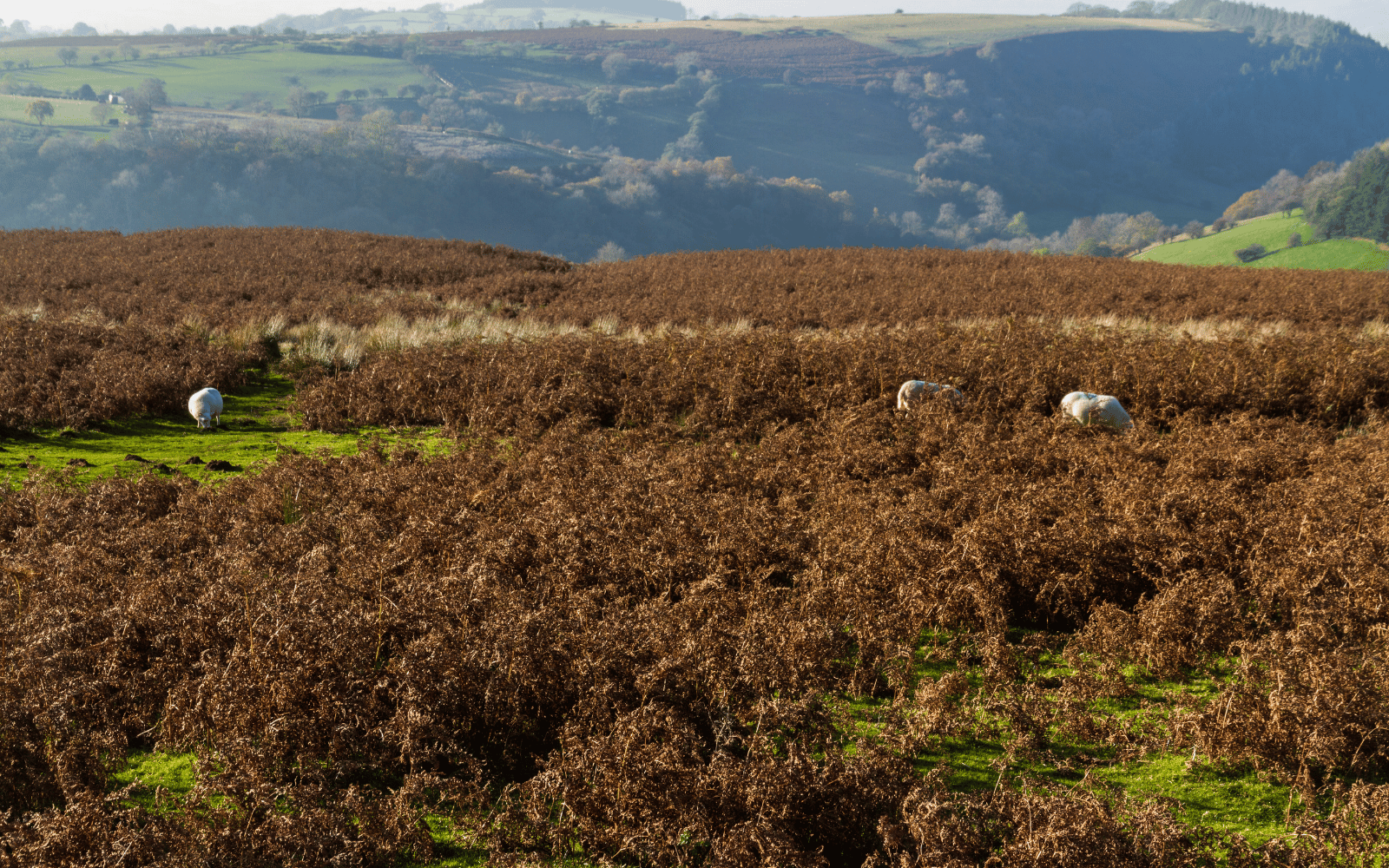 Contractor Accommodation in Powys