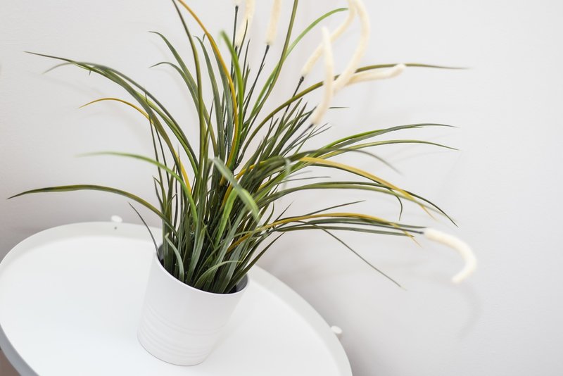 Potted green plant with long strappy leaves in white ceramic pot on white surface