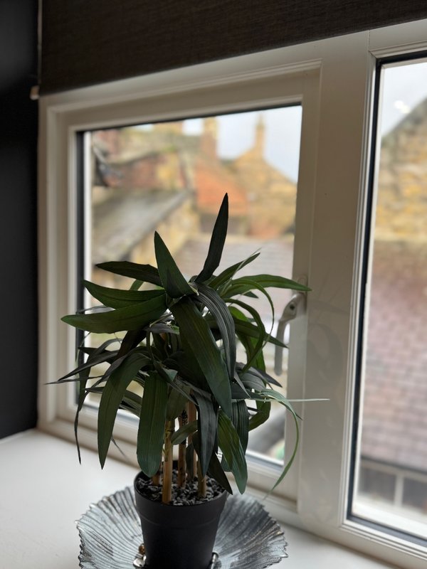 Potted plant with dark green leaves on windowsill, window with view of garden