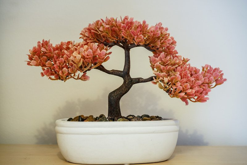 Decorative bonsai tree with coral-pink flowers in white ceramic pot