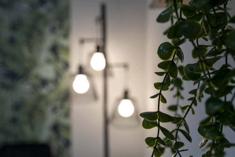 Interior detail with hanging pendant lights and trailing green plants indoors
