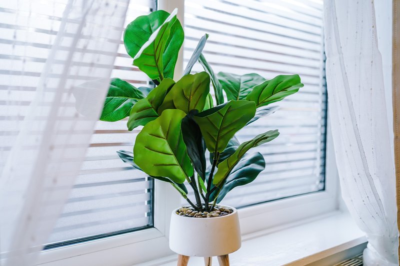 Green potted plant with large leaves on windowsill with white blinds