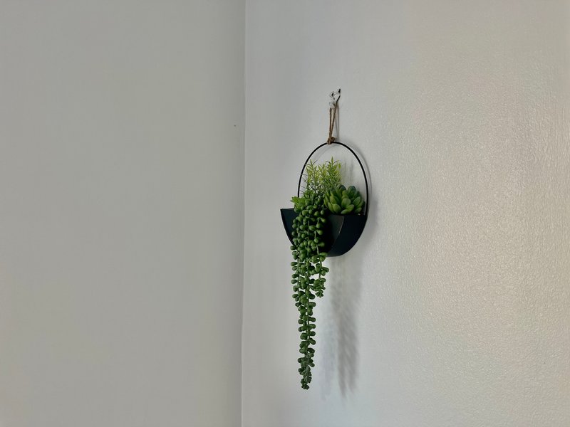 Hanging plant in black pot with trailing green foliage against white wall