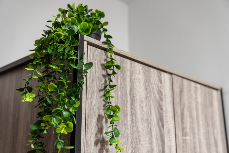 Climbing ivy plant on wooden wall paneling with modern frame detail