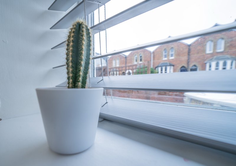 Potted cactus on windowsill with brick building visible through window