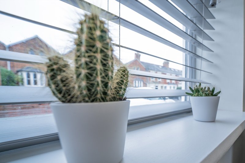 Windowsill with potted cacti and small plants, urban street view visible through window
