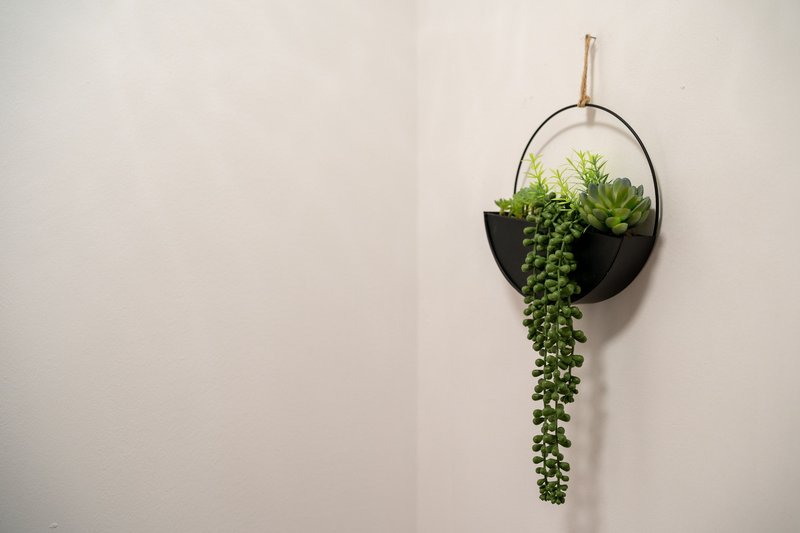 Wall-mounted hanging planter with trailing succulent plants against white wall
