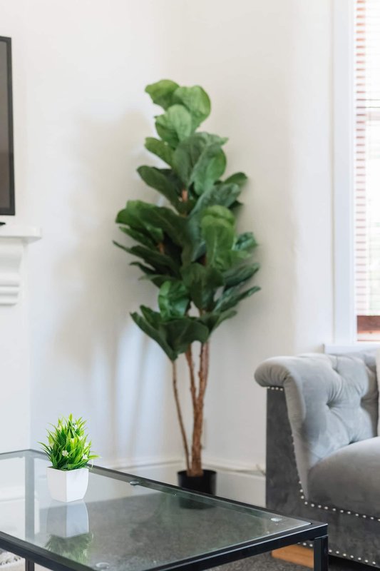 Living room corner with tall potted plant, glass table, small succulent, and upholstered armchair