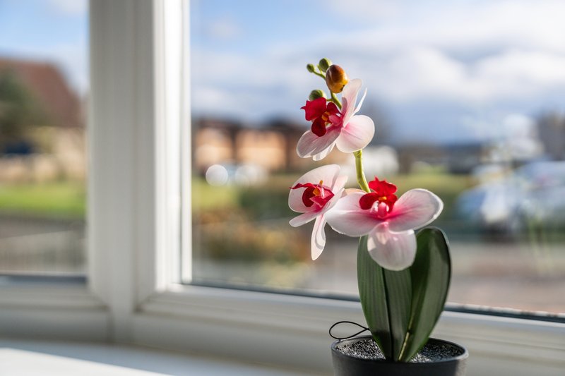 Pink orchid flowers in pot on windowsill with landscape view outside
