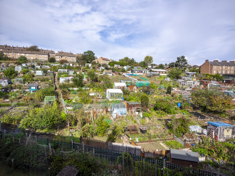 Hillside community garden with numerous allotments, sheds and vegetation on sloped terrain
