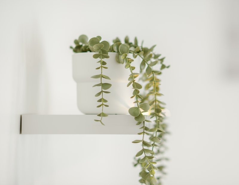White potted trailing plant with delicate green foliage on minimalist wall shelf