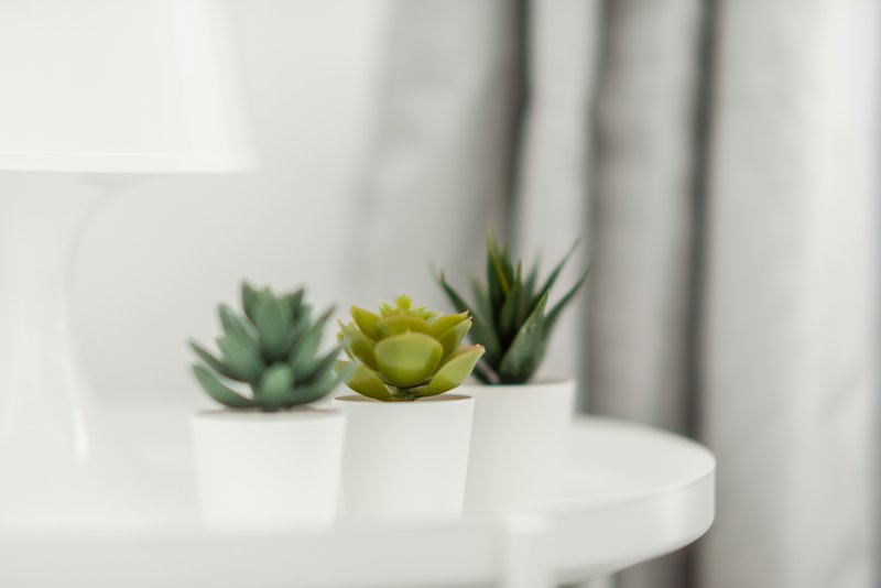 Three potted succulent plants on white round table with curtains in background