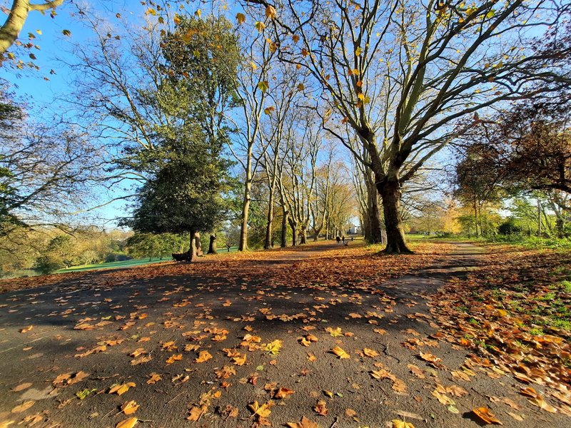 Tree-lined park path in autumn with fallen leaves and clear blue sky