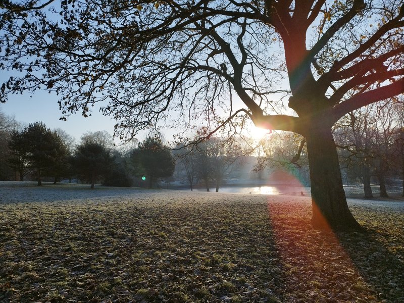 Mature tree in parkland at sunrise with frost-covered grass and distant water