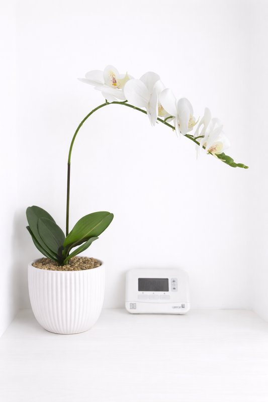 White orchid plant in ribbed pot next to digital thermostat on shelf