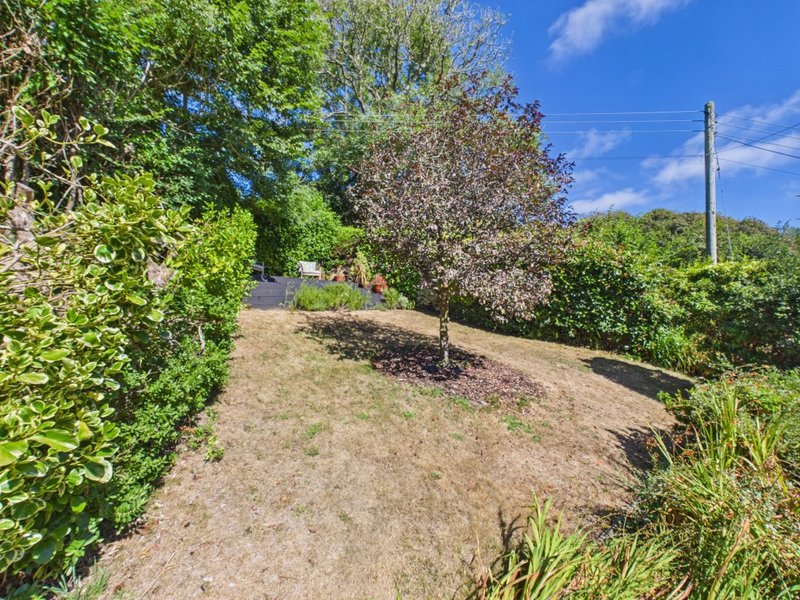 Sloped garden with mixed shrubs, trees, and bare ground patch on sunny day
