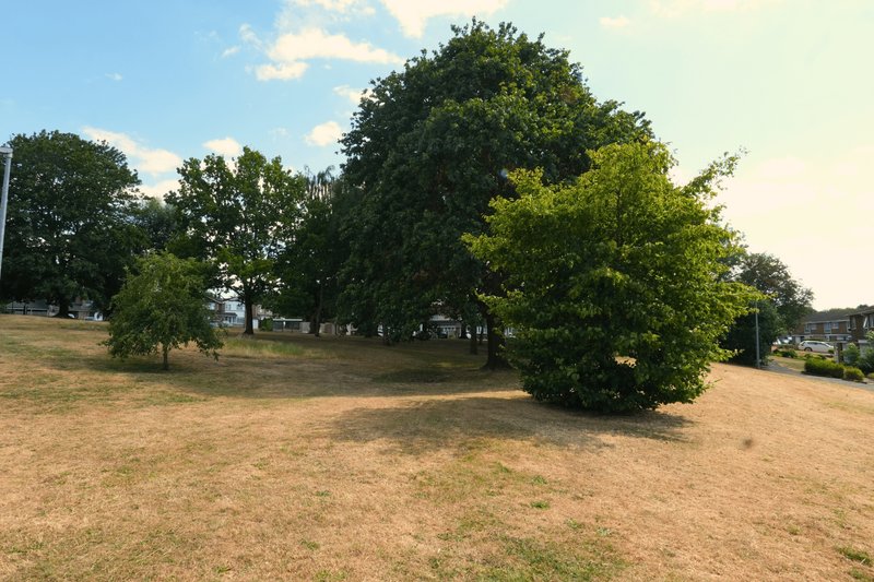 Open grounds with mature trees, grass field and clear sky view