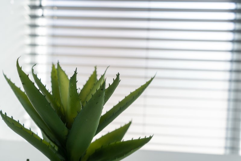 Close-up of potted succulent plant on windowsill with horizontal blinds