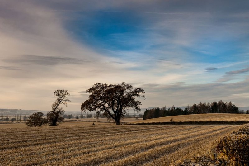 Rural landscape with plowed field, mature tree, and tree line under cloudy sky