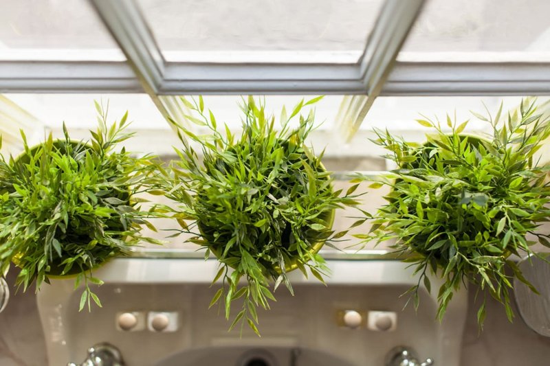 Three potted green plants with arching foliage hanging in front of a bright window