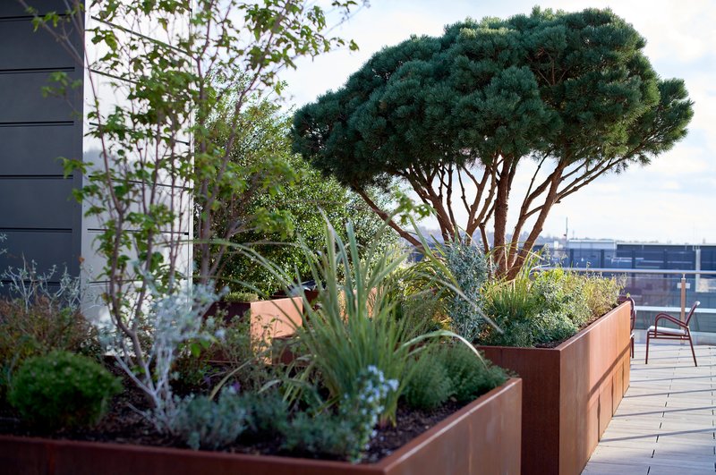 Rooftop garden with raised planters, ornamental tree, and city skyline view