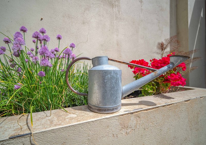 Garden watering can with purple and red flowers planted in outdoor bed