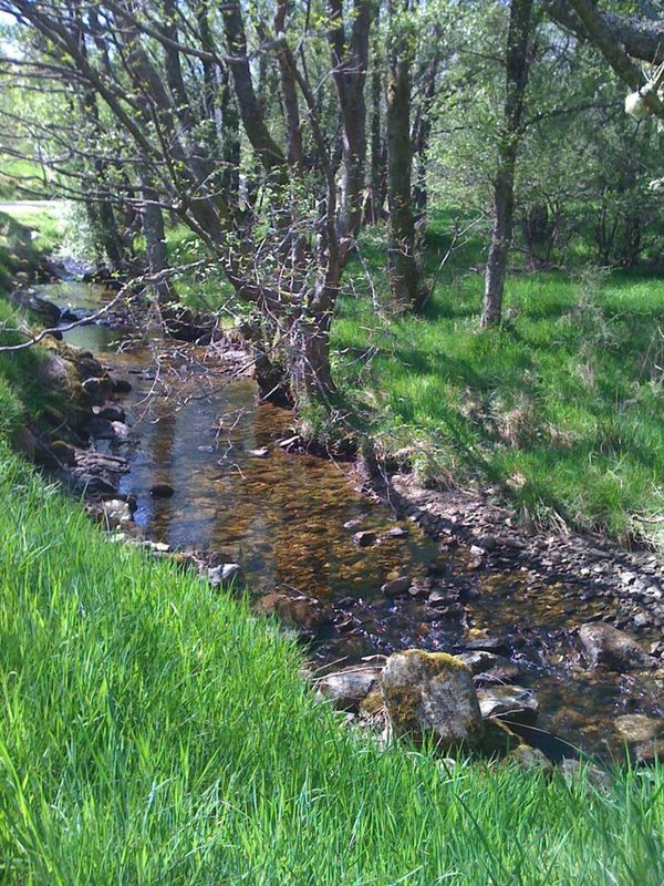 Woodland stream with mature trees, green grass banks and rocky bed