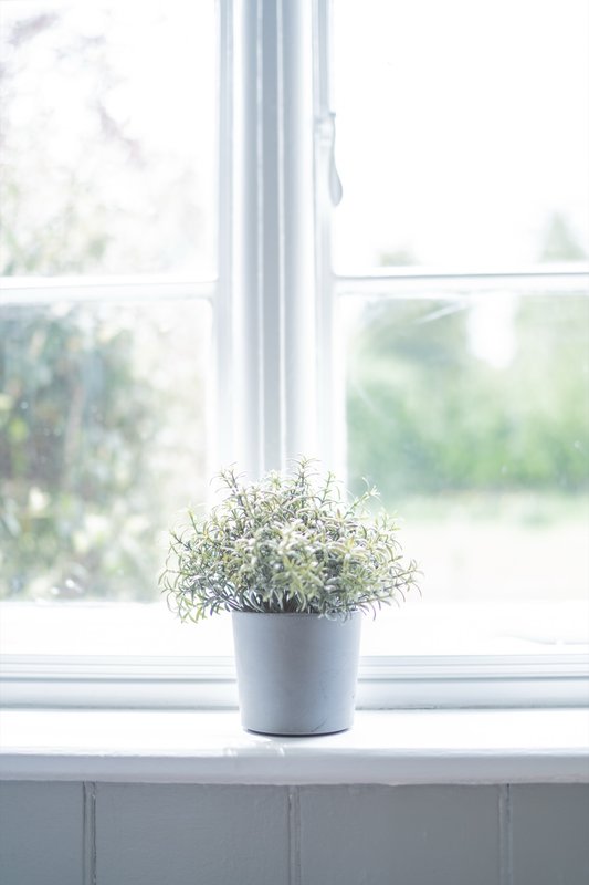 Potted plant with delicate white flowers on windowsill with garden view