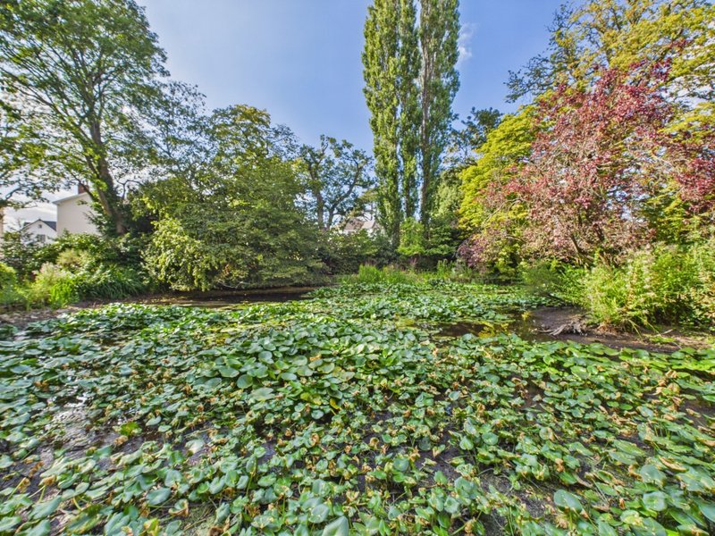 Garden pond with lily pads surrounded by mature trees and shrubs in autumn