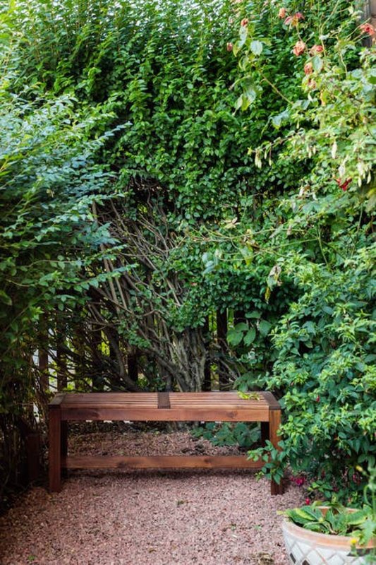 Garden seating area with wooden bench beneath ivy-covered trees and climbing plants