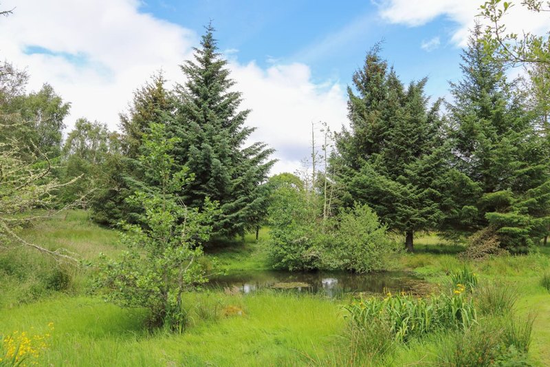 Rural property grounds with mature conifer trees, pond, and lush green meadow