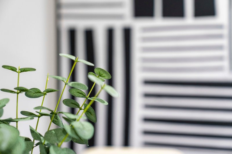 Close-up of green potted plant with blurred building exterior in background