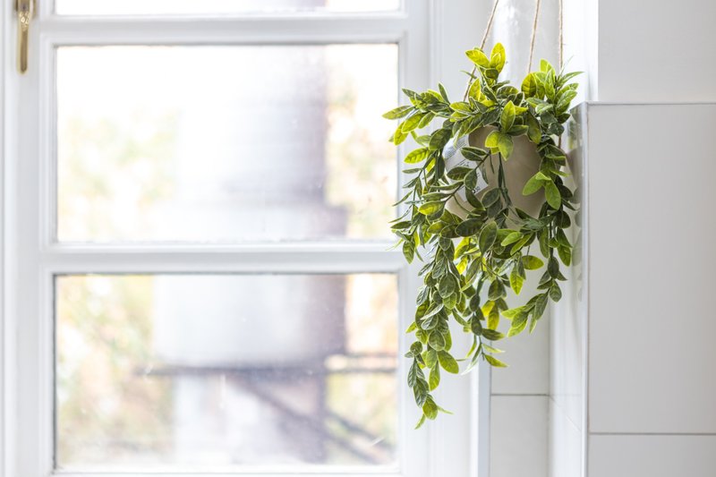 Window with white frame and hanging green plant in pot