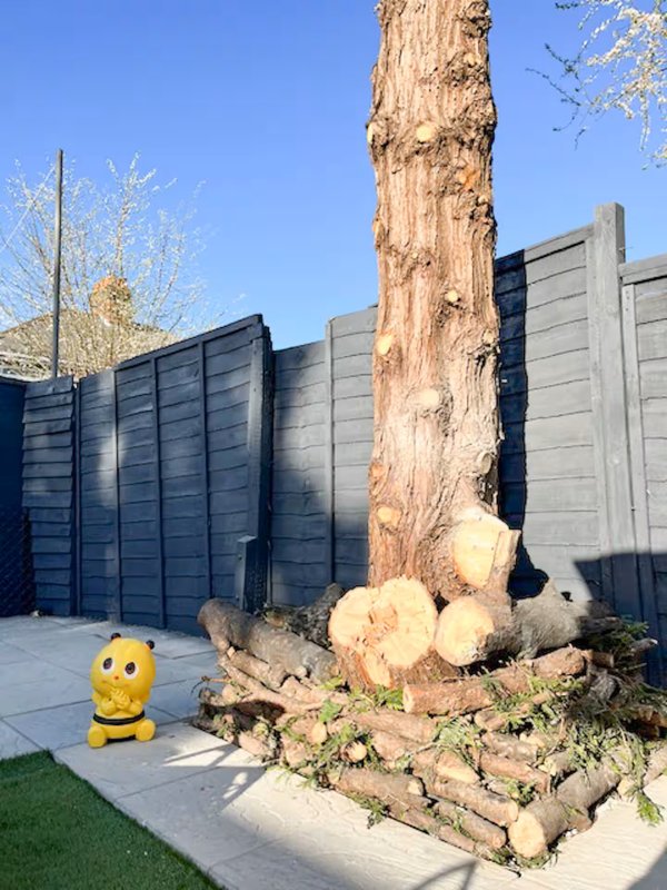 Garden patio with large tree trunk, landscaping, and modern fence backdrop