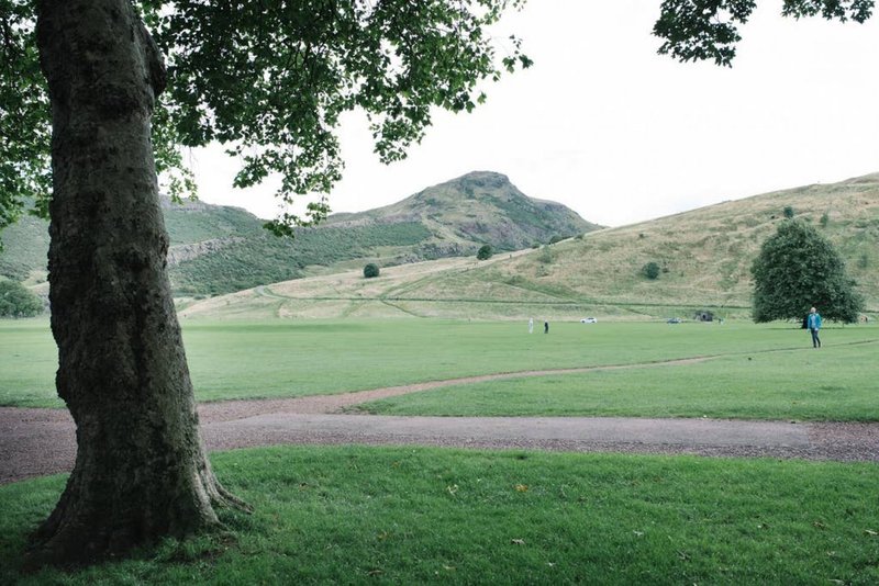 Scenic hillside landscape with large tree, green fields and distant mountain views