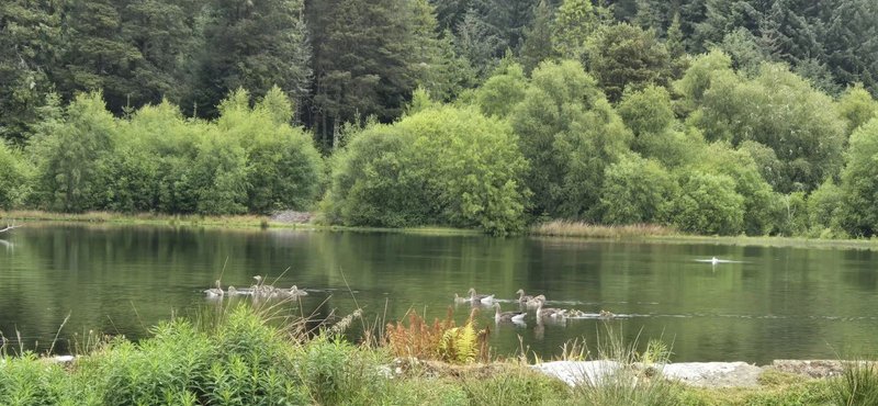 Serene river view with wooded banks, reeds and waterfowl in distance