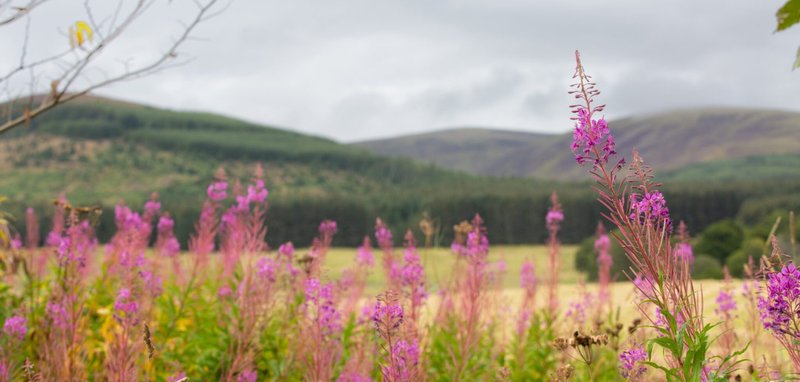 Pink wildflowers in meadow with rolling green hills and mountains in background