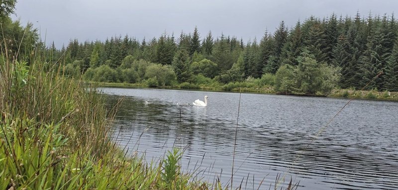 Lake view with reeds in foreground, forested shoreline and calm water under overcast sky