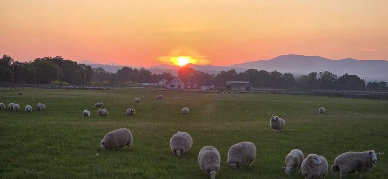 Rural pastoral landscape at sunset with grazing sheep, distant farmhouses and tree line