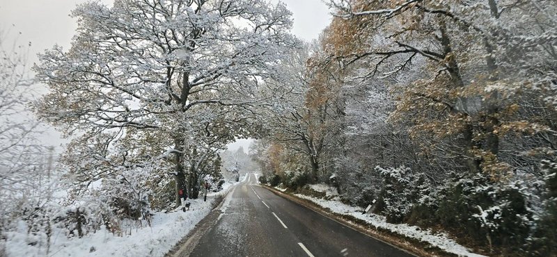 Rural tree-lined road in winter with snow-covered branches and clear asphalt surface