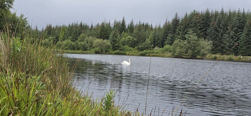 Natural waterside landscape with lake, coniferous forest, reeds and white swan