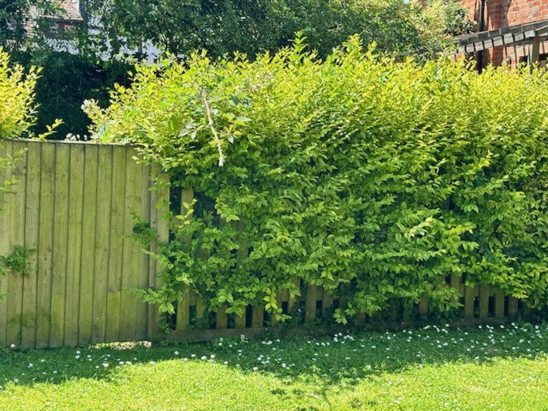 Garden area with green fence, overgrown hedges and lawn with white flowers